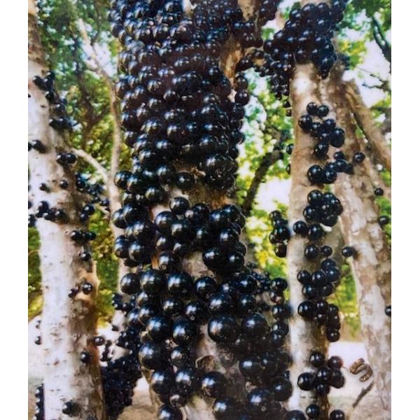 Мирциария каулифлора (Бразильское виноградное дерево) / Myrciaria cauliflora (Brazilian Grape tree)