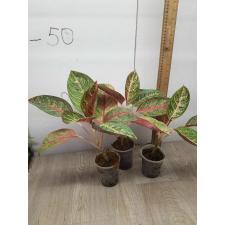 Aglaonema NEW11 BanLung стакан