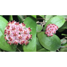 Hoya erythrostemma 'Pink Perfection' (#889).