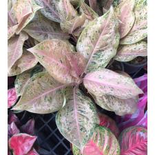 Aglaonema Orange Goldstar.76