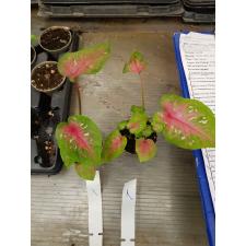 Caladium 6 cm pot #1