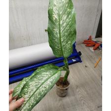 Dieffenbachia P-20 Udomsab стакан