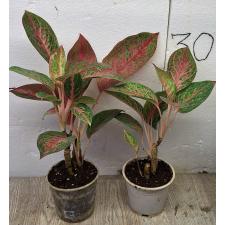 Аглаонема МонгколМани. / Aglaonema MongkolManee A-57