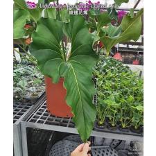 Anthurium x ferrierense 'Crisped' x sib 