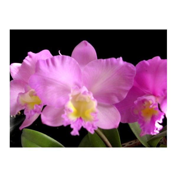 Ктт. Дрис энд Байрон Крисмас Роуз (Слк. Лав Касл × Каттлея Кэнди Тафт Тэффи) ароматная / Ctt. Dris and Byron 'Chrismas Rose' (Slc. Love Castle x C. Candy Tuft Taffy) *aroma*