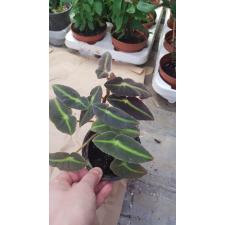 begonia listada 6 cm pot