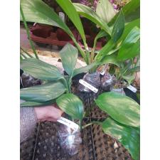 Epipremnum pinnatum 'Dragon Tail' 354