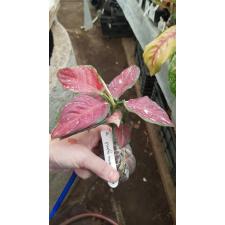 Aglaonema Unyamanee 'Red' (black form) 71