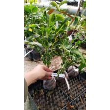 Codiaeum Ai Ya Rate 230