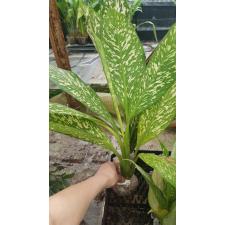 Dieffenbachia White Blizzard (green form) 107/2
