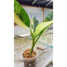 dieffenbachia sp Yellow variegated N10 по 3500p