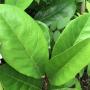 Ficus sp.(T11) 'Huay Kaew' No.2 (wide leaf).