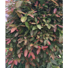 Фикус сп.(Т22) Накорн Фантом, Таиланд /  Ficus sp.(T33) Nakorn Pathom Thailand 116