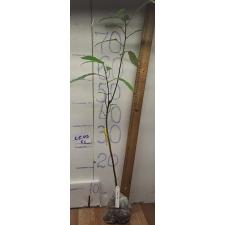 Фикус рейсмоса (Большой лист) / Ficus racemosa (big leaf) 99