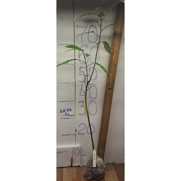 Фикус рейсмоса (Большой лист) / Ficus racemosa (big leaf) 99