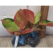 Аглаонема Китти / Aglaonema Kitty A-59
