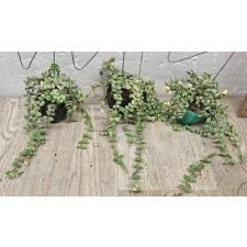 Dischidia nummularioides variegata 'Pebble Beach' (S)