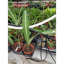 hippeastrum reticulatum