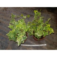 Hedera Hel. Goldchild pot 10 cm