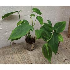 Филодендрон кампоспортоанум / Philodendron camposportoanum