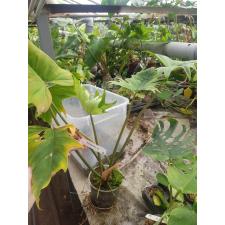 Philodendron sp.(T47).