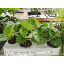 Calathea orbifolia 400р 6 cm pot