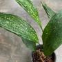 Aspidistra sp.(T16)