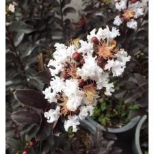 Lagerstroemia indica (white flower and black leaf) 452