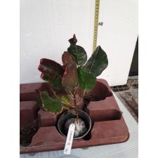 Codiaeum Sri Sa Nga 172