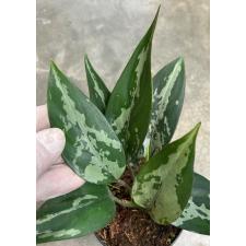 Aglaonema pumilum (Southern Thailand уценка 2800р