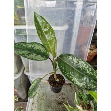 Aglaonema Chatra Mongkol (big leaf)(green form).д pot 1500р