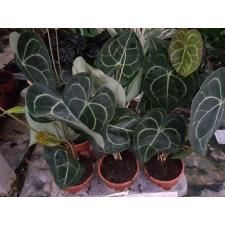 Anthurium Clarinervium 12 cm pot