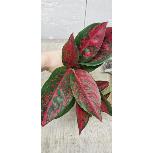 Aglaonema Red Ochin A-138