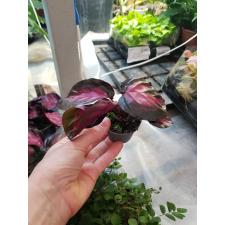 Calathea Roseopicta Rosey 6 cm pot