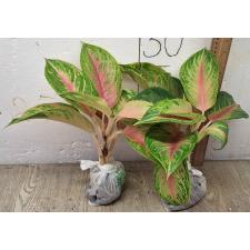 Аглаонема ЛукБей Розовая. / Aglaonema LukBay Pink A-22