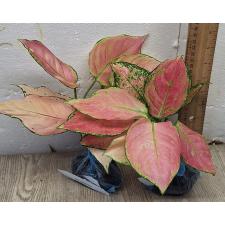 Аглаонема Розовая малышка / Aglaonema Baby Pink A-19