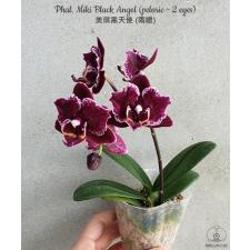 Phal. Miki Black Angel (peloric - 2 eyes) 2,5" B33 octob