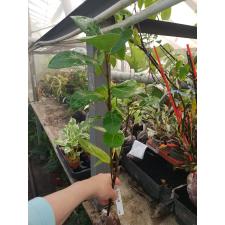 Ficus sp.(T01) Indonesia 344