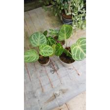 Anthurium Crystallinum (cultivar) 10 cm pot уценка 900р