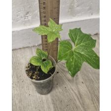 Такка леонтопеталоидес / Tacca leontopetaloides