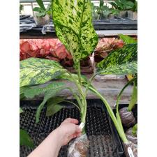 Dieffenbachia Siri Mongkol 346