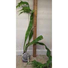 Полиподиум "Бойтон Бич" Суприм / Polypodium ‘Boyton Beach’ Supreme 223