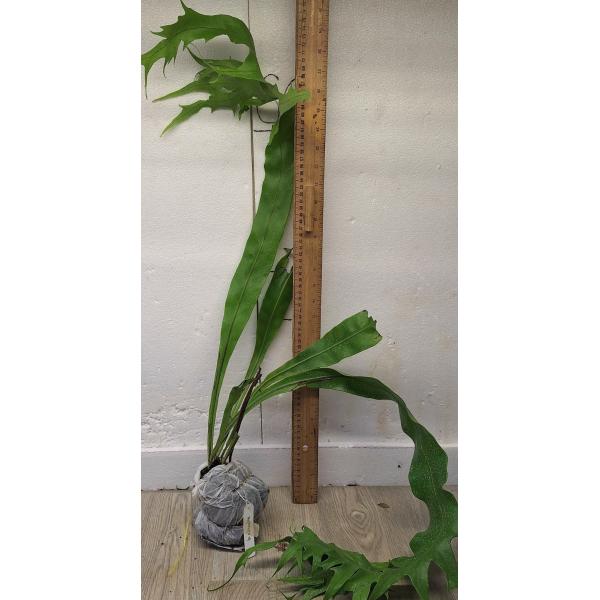 Полиподиум "Бойтон Бич" Суприм / Polypodium ‘Boyton Beach’ Supreme 223