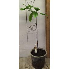 Ротманния Витта / Rothmannia wittii 258