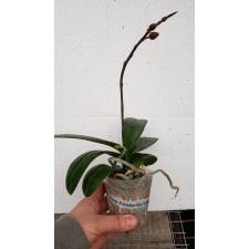 Phal. Leco Fantastic 'Ll045-2' 2.5" B6 april