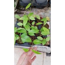 Hoya camphorifolia 10cm