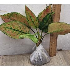 Аглаонема Хенг Хенг - зеленая / Aglaonema Heng Heng - green A-28