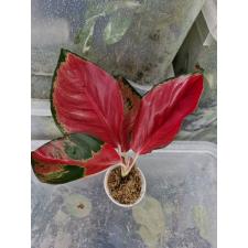 Aglaonema Suksom Jaipong стакан Д 1200р