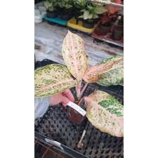 Aglaonema Orange Goldstar 92