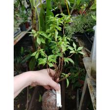 Bougainvillea Twilight Pixie Dwarf (albomarginata) 183